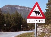 Die einzigen Elche, die wir zu sehen bekamen