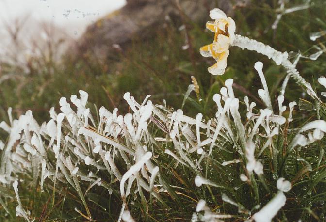 1. Versuch: Felsen und Blumen sind vereist