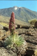 Teide-Natternkopf (Taginaste)
