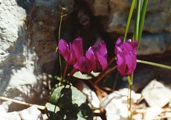 Unzählige Alpenveilchen stehen am Wegrand