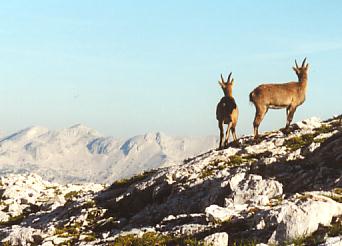 Oberhalb der Hütte bekommen wir Gesellschaft